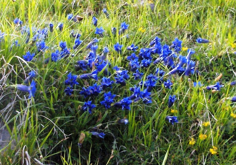 Gentiana dinarica / Genziana appenninica